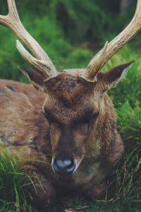 Michigan deer mating