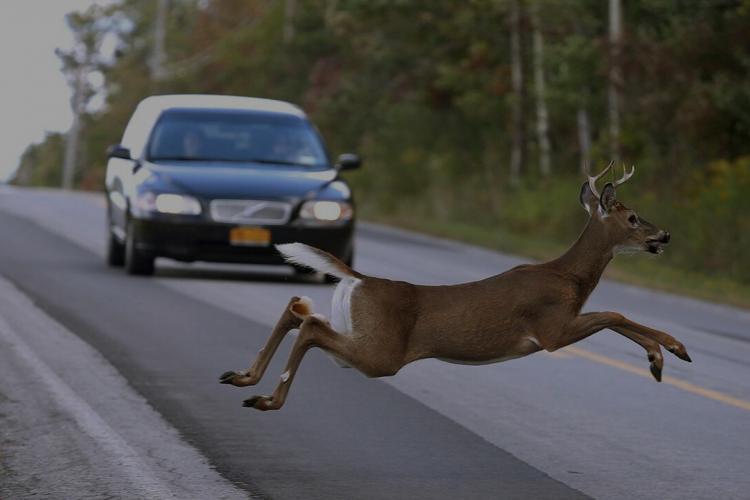 Deer-Related Accidents