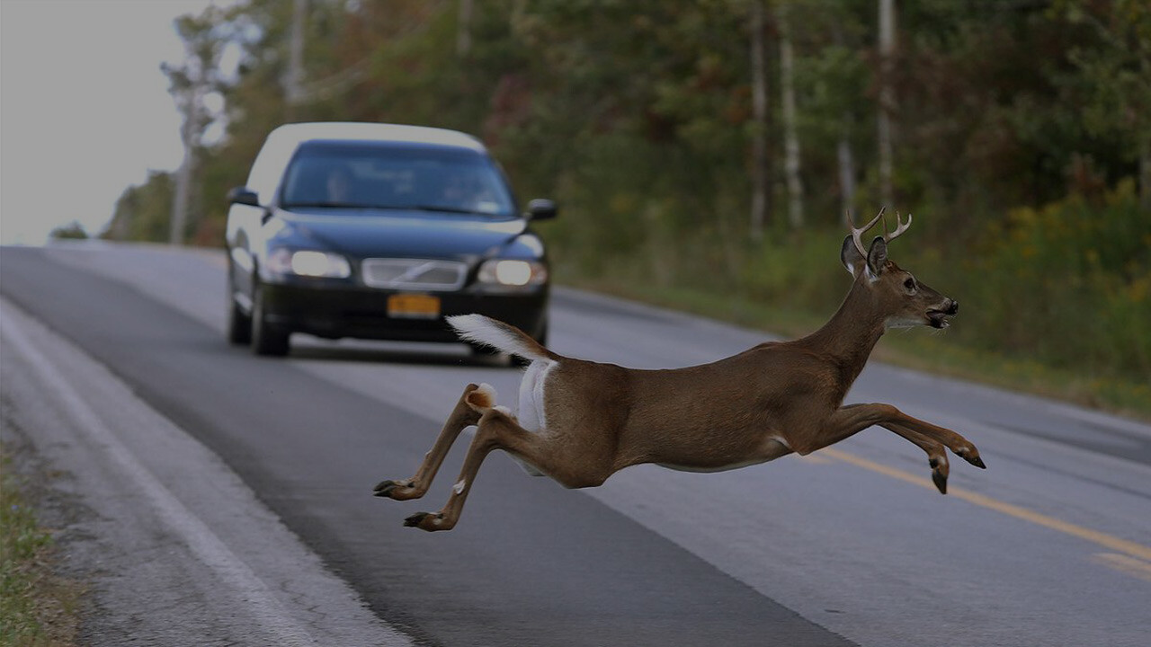 Important Facts About Deer-Related Accidents in Michigan Elia & Ponto