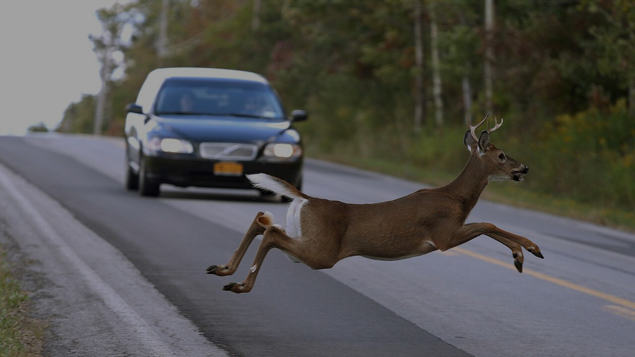 Important Facts About Deer-Related Accidents in Michigan Elia & Ponto Important Facts About Deer-Related Accidents in Michigan Elia & Ponto